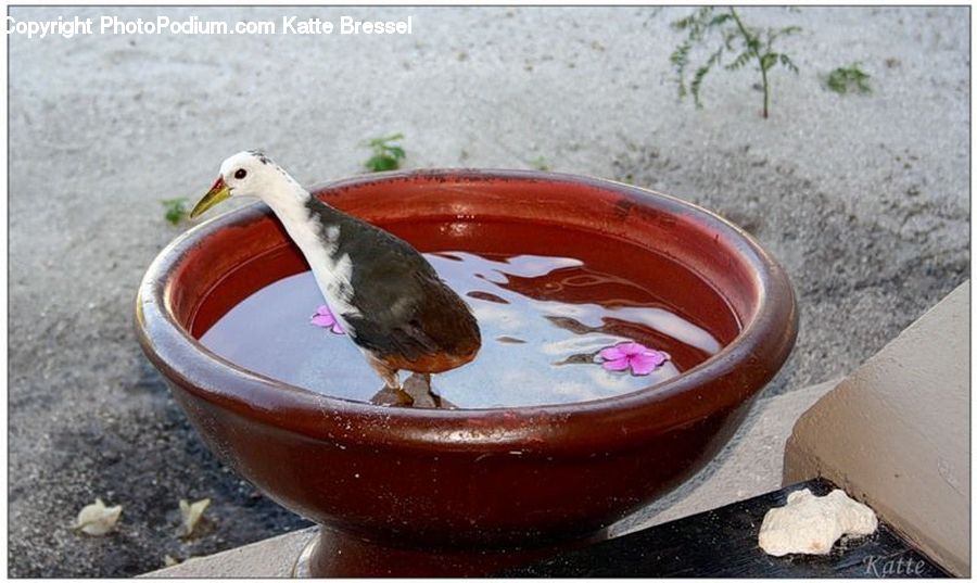 Bird, Robin, Bucket, Pot, Pottery, Bowl