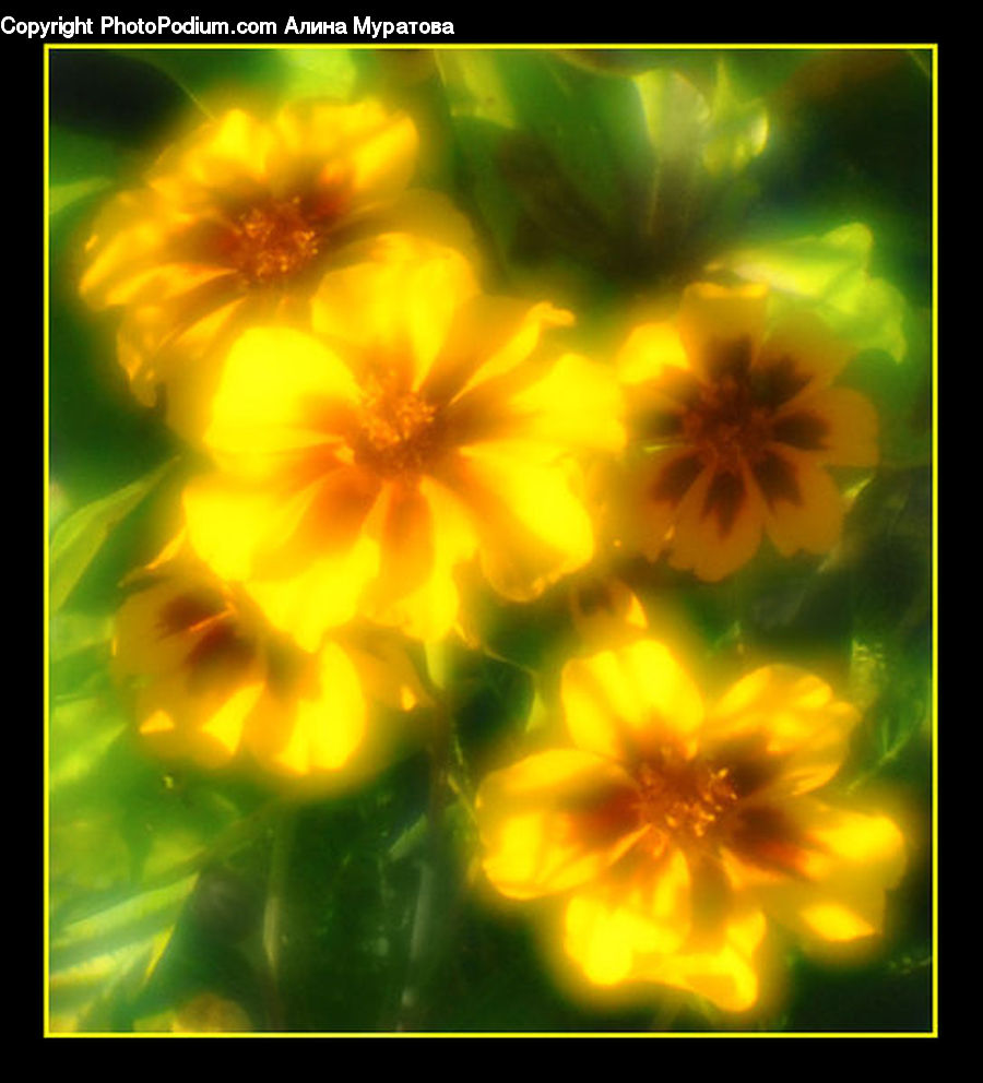 Collage, Poster, Blossom, Flora, Flower, Geranium, Plant