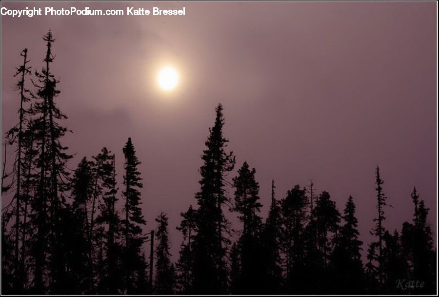 Conifer, Fir, Pine, Plant, Spruce, Tree, Astronomy