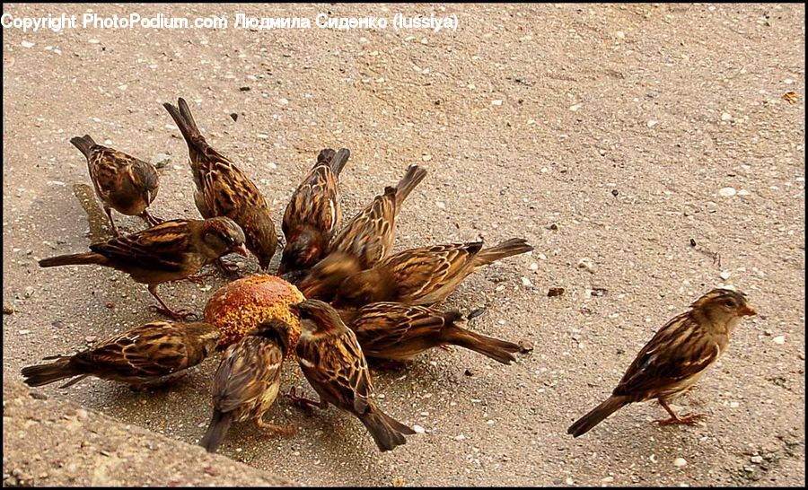 Bird, Sparrow, Arachnid, Insect, Invertebrate, Spider, Tarantula