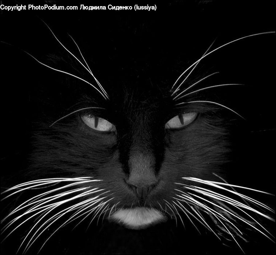 Animal, Silhouette, Head, Portrait