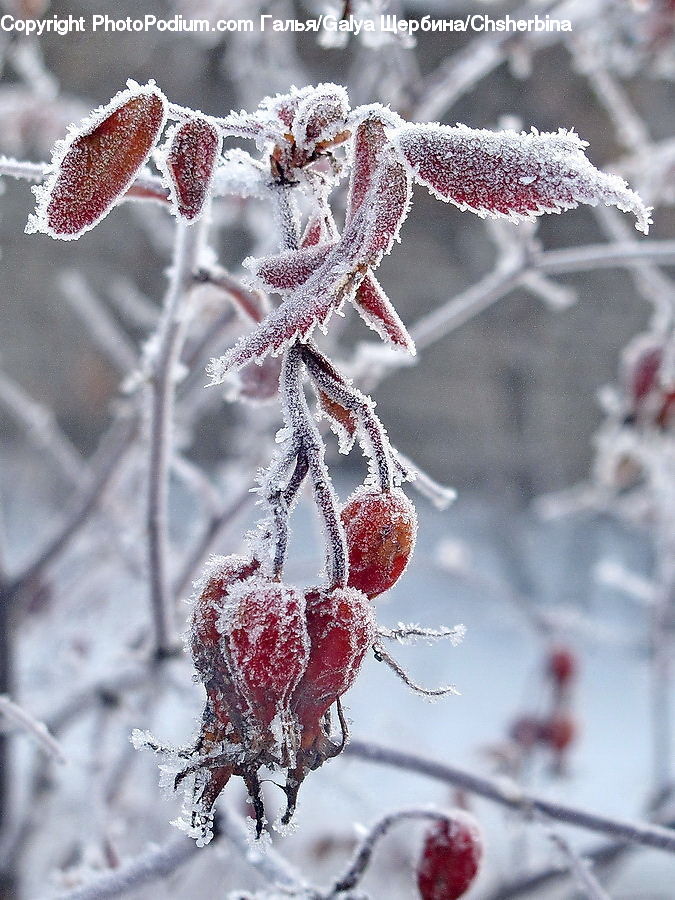 Frost, Ice, Outdoors, Snow
