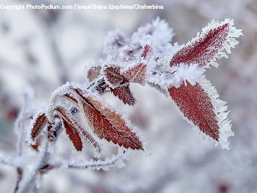 Frost, Ice, Outdoors, Snow