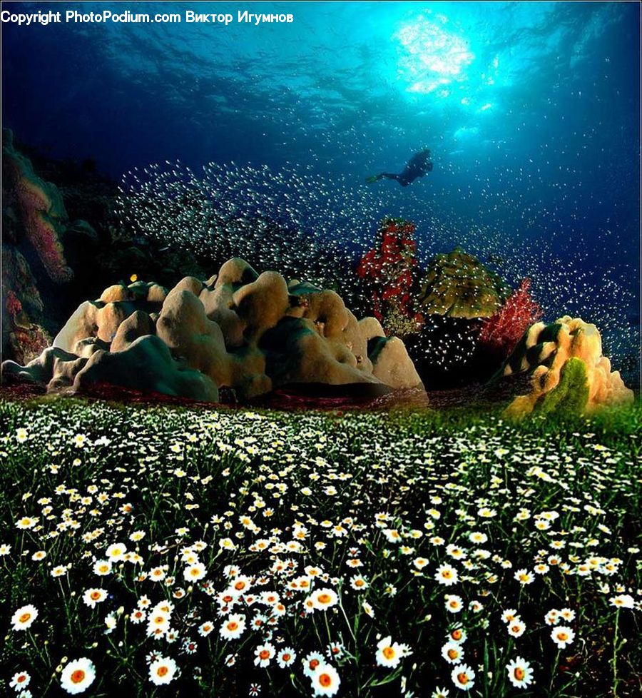 Coral Reef, Outdoors, Reef, Sea, Sea Life, Water, Teddy Bear