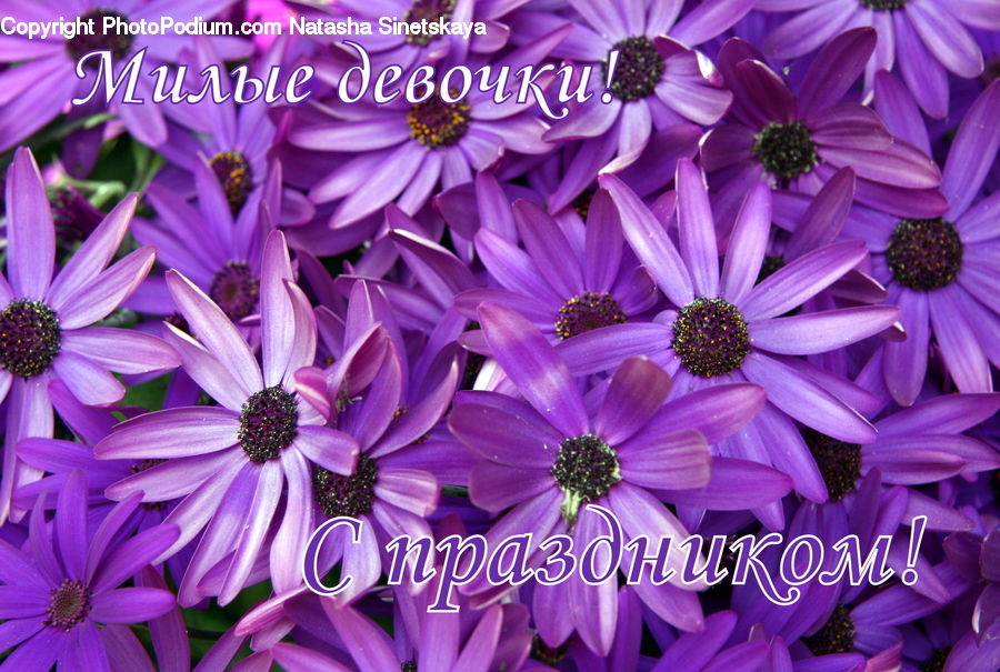 Cosmos, Blossom, Flora, Flower, Plant, Daisies, Daisy