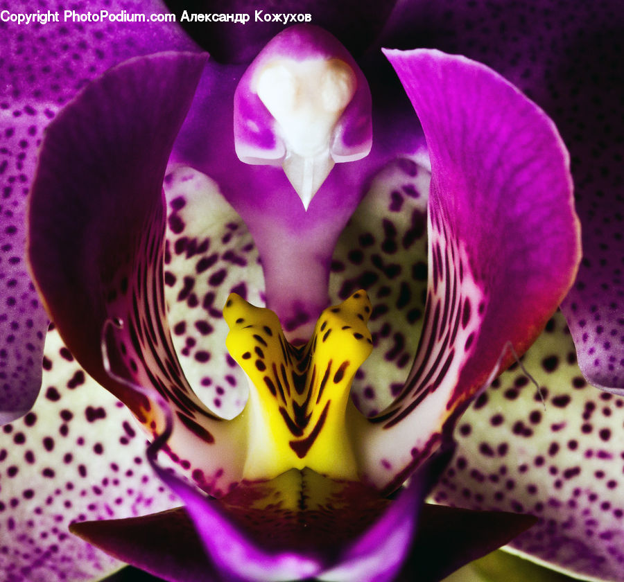 Blossom, Flora, Flower, Orchid, Plant, People, Person