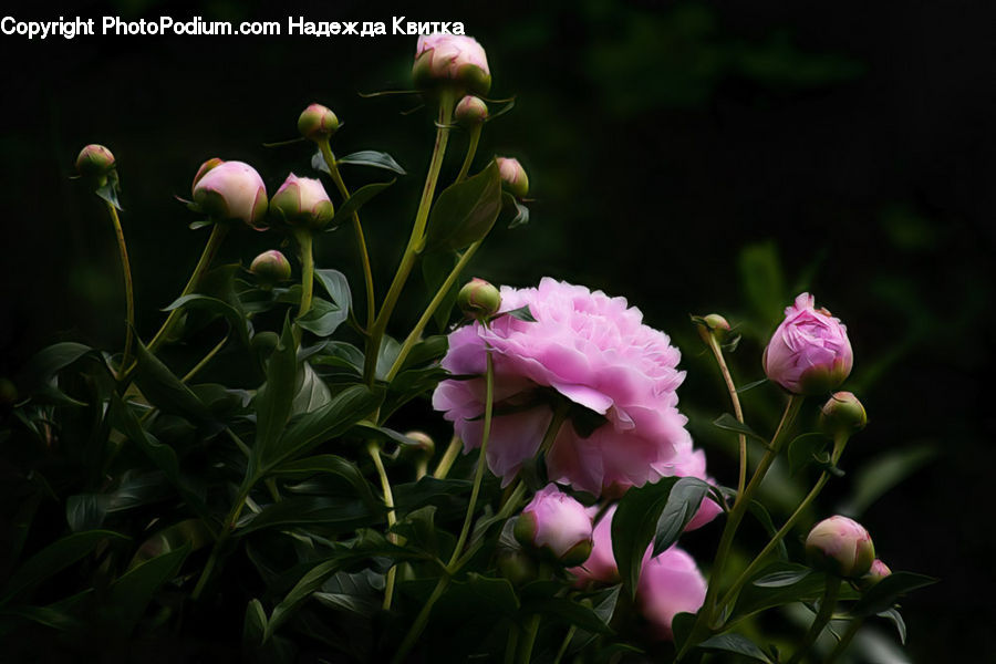 Bud, Plant, Blossom, Flower, Peony, Flora, Carnation