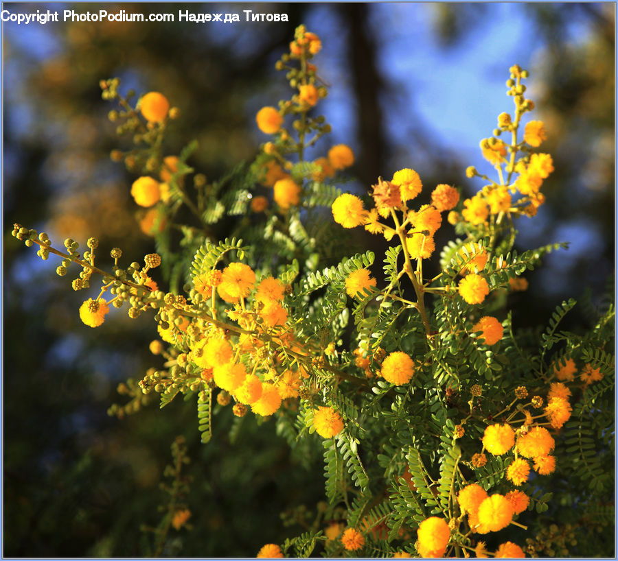 Flower, Mimosa, Plant, Dill, Blossom, Flora, Aster