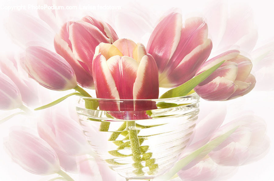 Floral Design, Blossom, Dahlia, Flora, Flower, Plant, Flower Arrangement