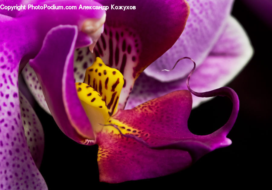 Flora, Flower, Foxglove, Plant, Blossom, Orchid, Geranium