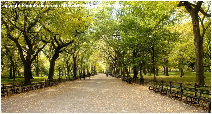 Path, Road, Walkway, Dirt Road, Gravel, Plant, Tree