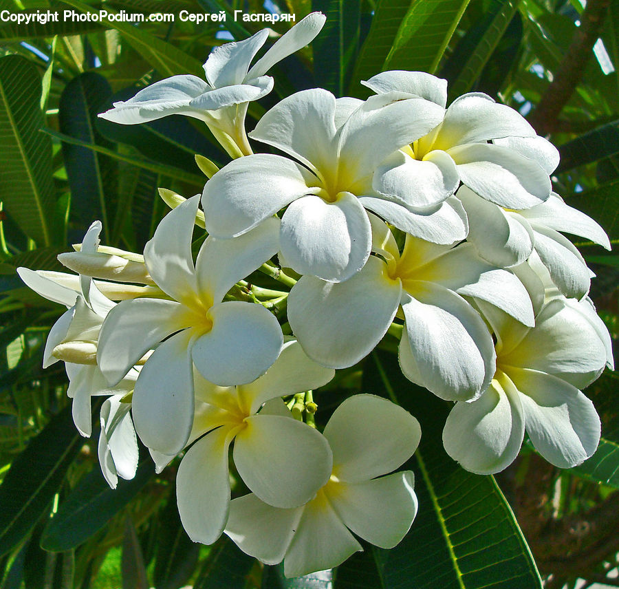 Blossom, Flora, Flower, Plant, Geranium, Crocus, Lily