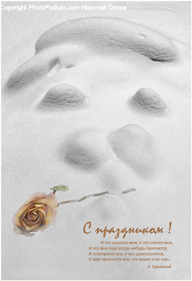 People, Person, Human, Blossom, Flower, Plant, Rose