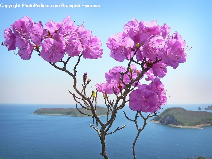 Blossom, Flora, Flower, Plant, Lilac, Cherry Blossom, Peony