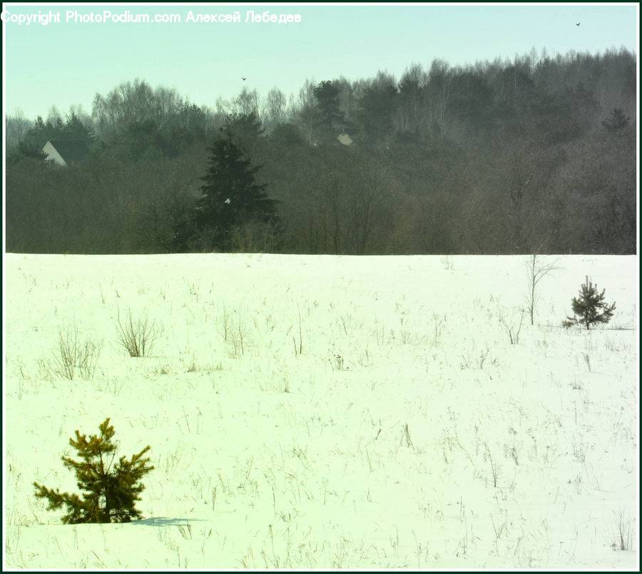 Conifer, Fir, Pine, Plant, Spruce, Tree, Larch