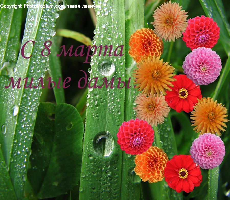 Blossom, Dahlia, Flora, Flower, Plant, Petal, Beverage
