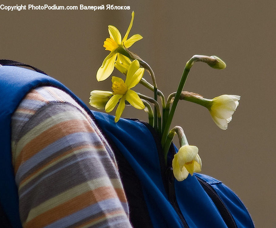Blossom, Daffodil, Flora, Flower, Plant, Flower Arrangement, Flower Bouquet