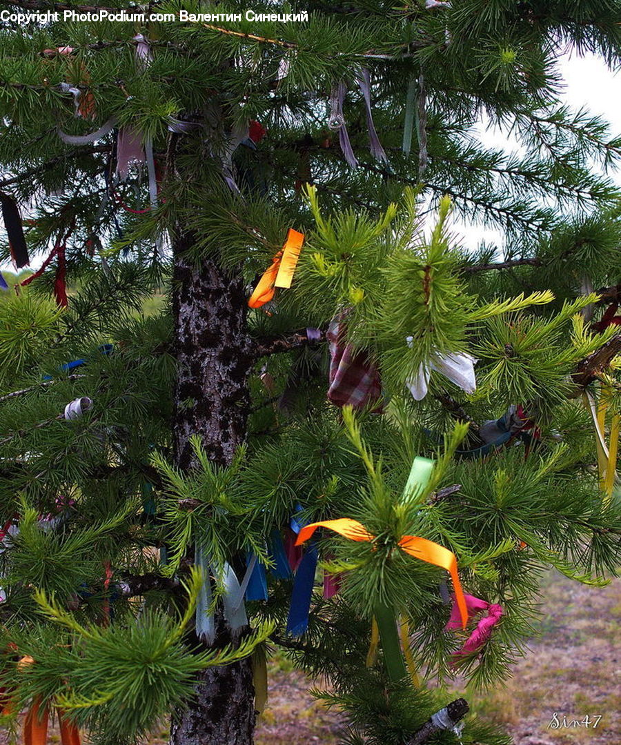 Conifer, Fir, Plant, Tree, Wood, Yew, Blossom