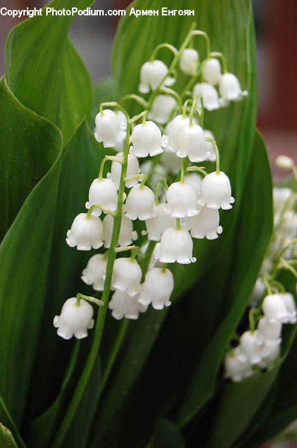 Flora, Flower, Gladiolus, Plant, Blossom, Okra, Produce