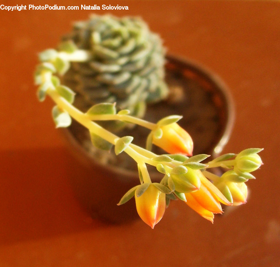 Conifer, Fir, Plant, Tree, Blossom, Flora, Flower