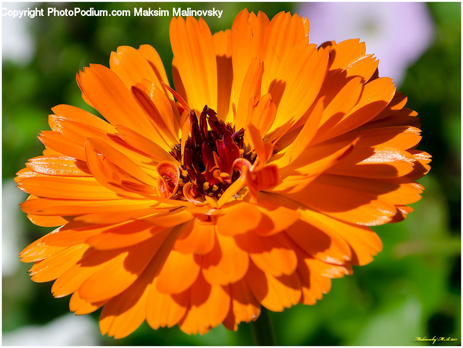 Blossom, Flora, Flower, Petal, Plant, Asteraceae, Dahlia