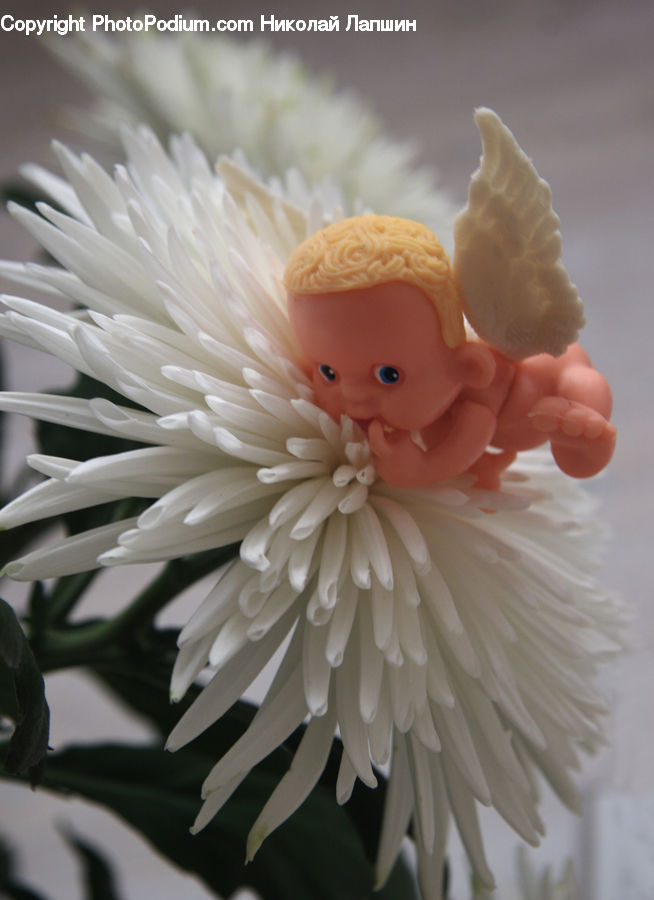 Invertebrate, Sea Anemone, Sea Life, Blossom, Flora, Flower, Petal