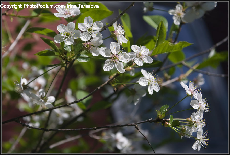 Blossom, Flora, Flower, Plant, Cherry Blossom, Leaf, Petal