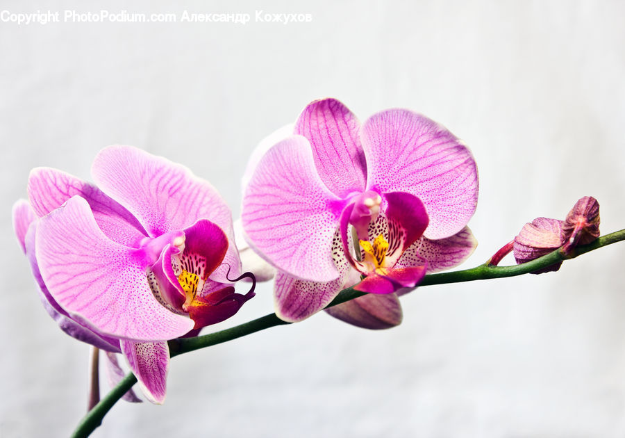 Blossom, Flora, Flower, Orchid, Plant, Petal, Crocus