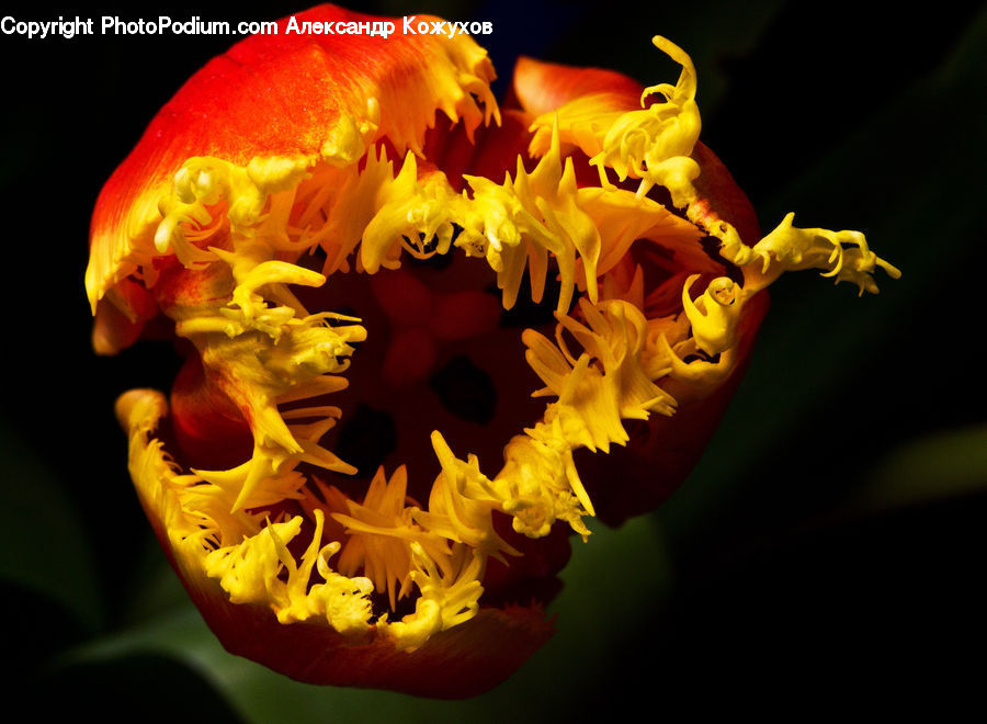 Flora, Flower, Gladiolus, Plant, Pollen, Potted Plant, Blossom