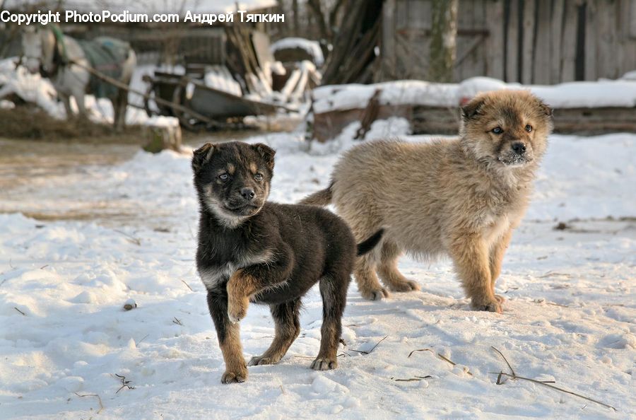 Animal, Canine, Coyote, Grey Fox, Mammal, Red Wolf, Adorable