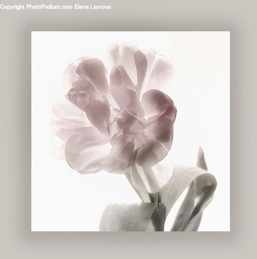 Collage, Poster, Paper, Blossom, Flora, Flower, Petal