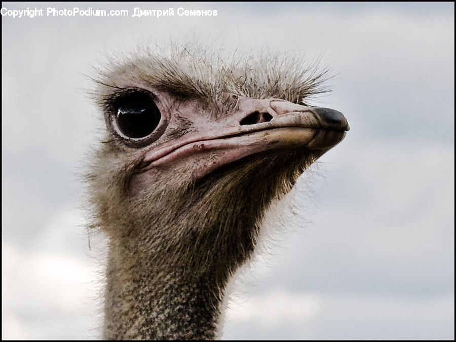Bird, Ostrich, Beak