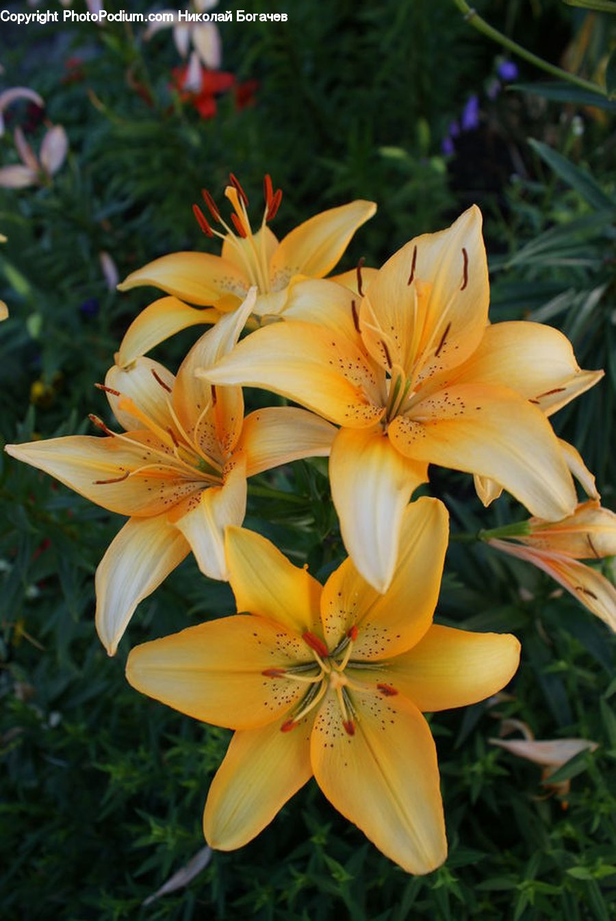 Flora, Flower, Lily, Plant, Gladiolus, Blossom, Petal