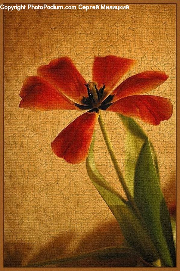 Amaryllis, Flower, Plant, Blossom, Flora, Geranium, Cushion