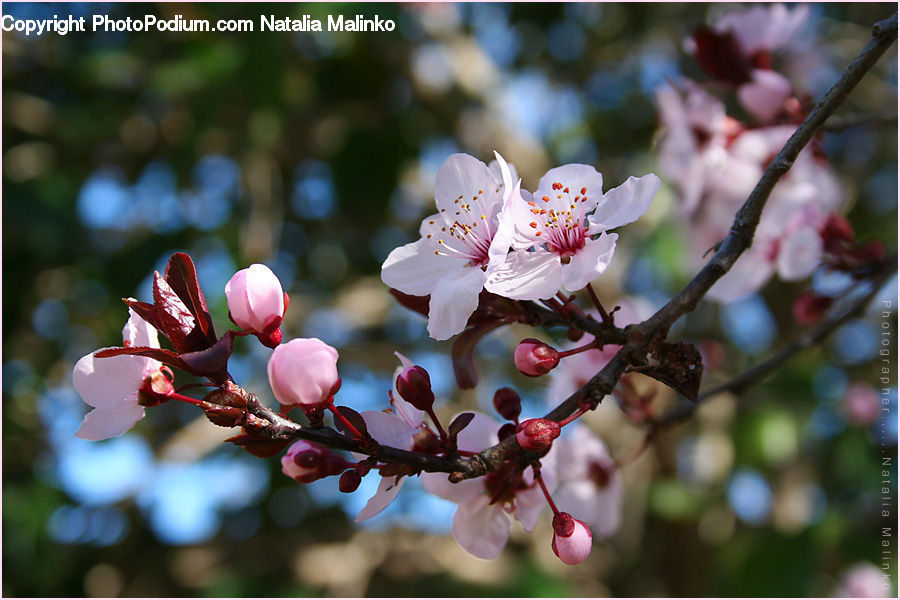 Blossom, Cherry Blossom, Flower, Flora, Plant, Nebula, Outer Space