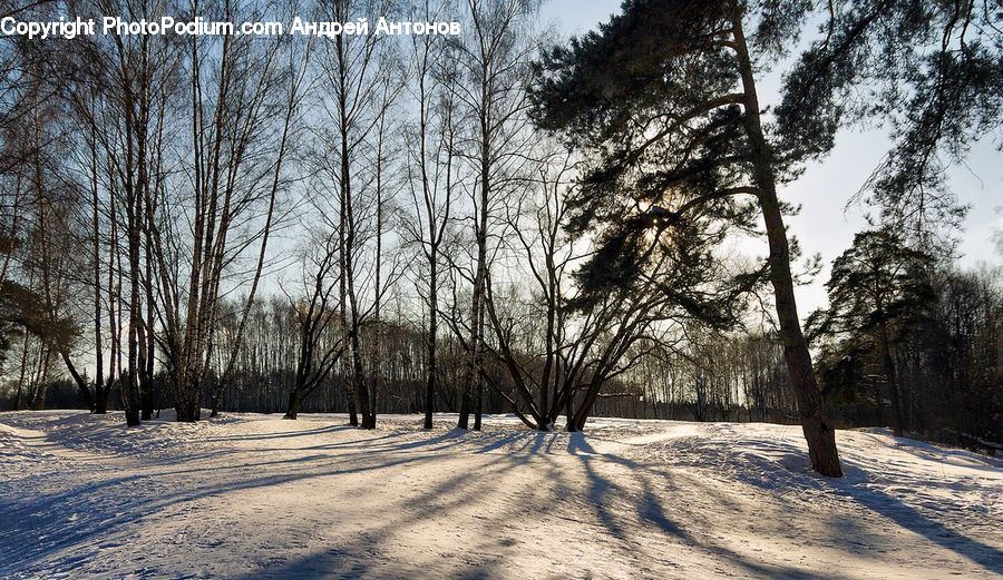 Forest, Vegetation, Ice, Outdoors, Snow, Plant, Tree