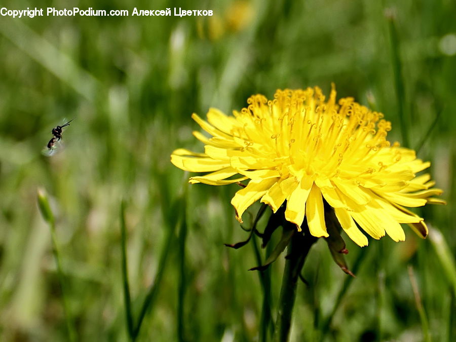 Dandelion, Flower, Plant, Asteraceae, Blossom, Flora, Daisies