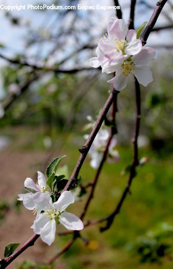 Blossom, Flora, Flower, Plant, Cherry Blossom, Petal, Lily