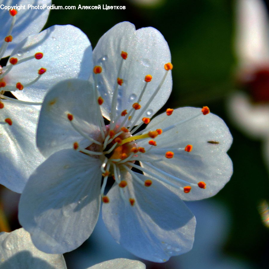 Blossom, Flora, Flower, Plant, Cherry Blossom, Geranium