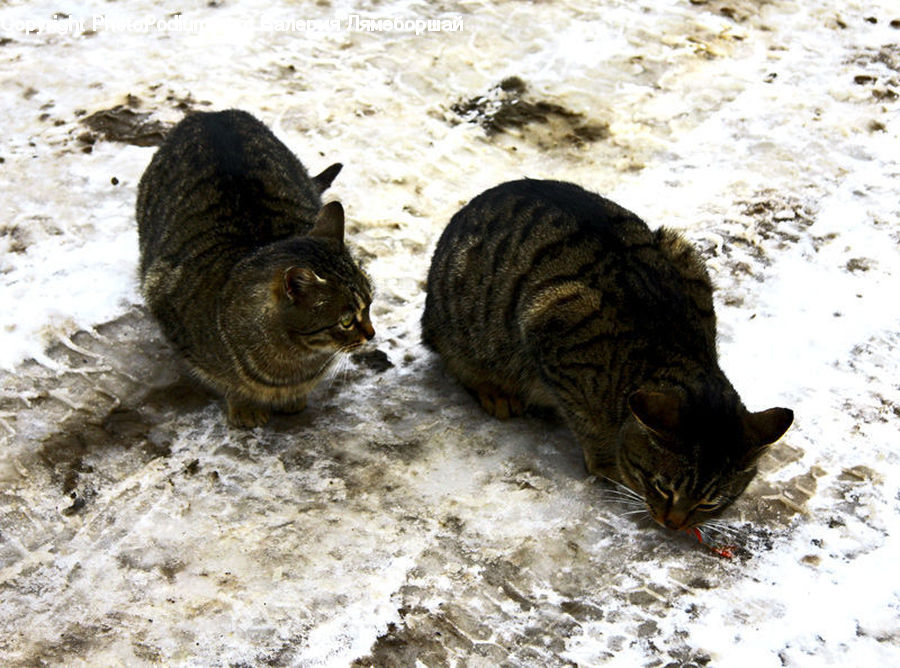 Animal, Cat, Mammal, Pet, Boar, Hog, Pig