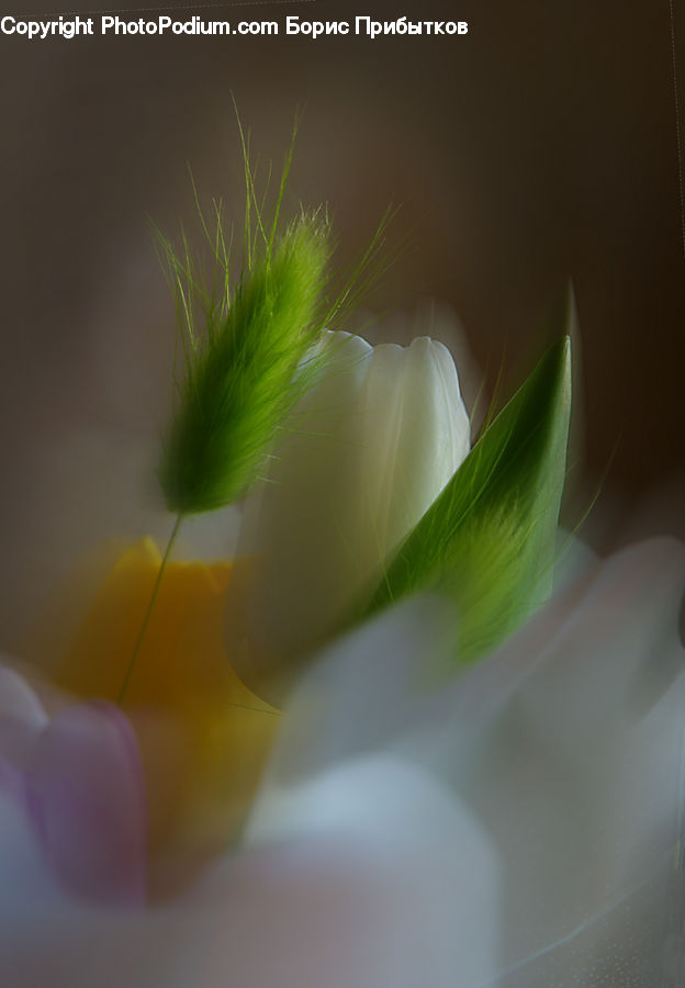 Dill, Plant, Cosmos, Daisies, Daisy, Flower, Flower Arrangement