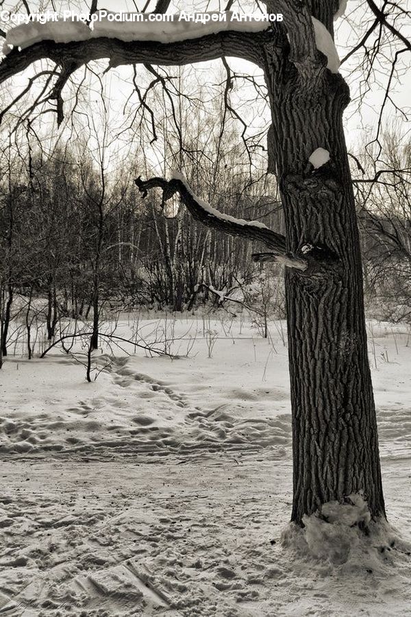 Oak, Tree, Wood, Plant, Tree Trunk, Fir, Forest