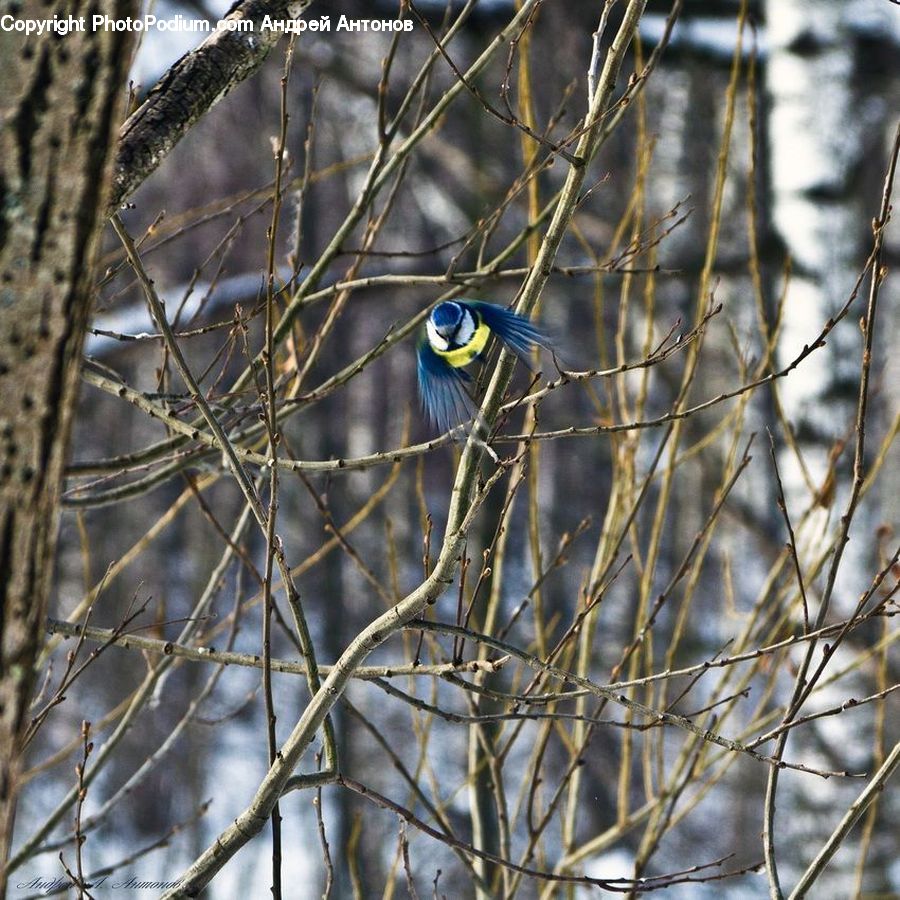 Bird, Blackbird, Birch, Tree, Wood, Macaw, Parrot