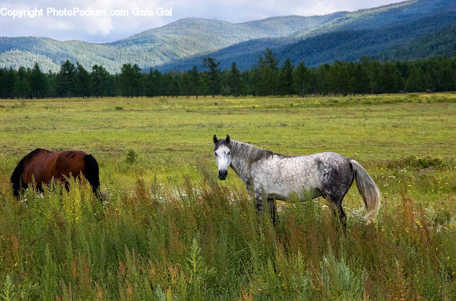 Countryside, Grassland, Meadow, Outdoors, Pasture, Ranch, Grazing