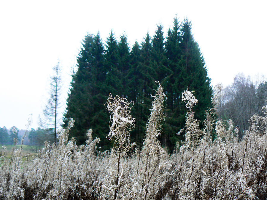 Conifer, Fir, Spruce, Wood, Plant, Tree, Field