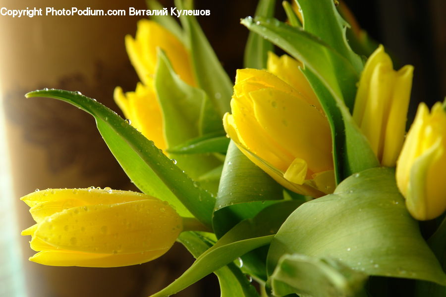 Blossom, Flora, Flower, Plant, Tulip, Bud, Flower Arrangement