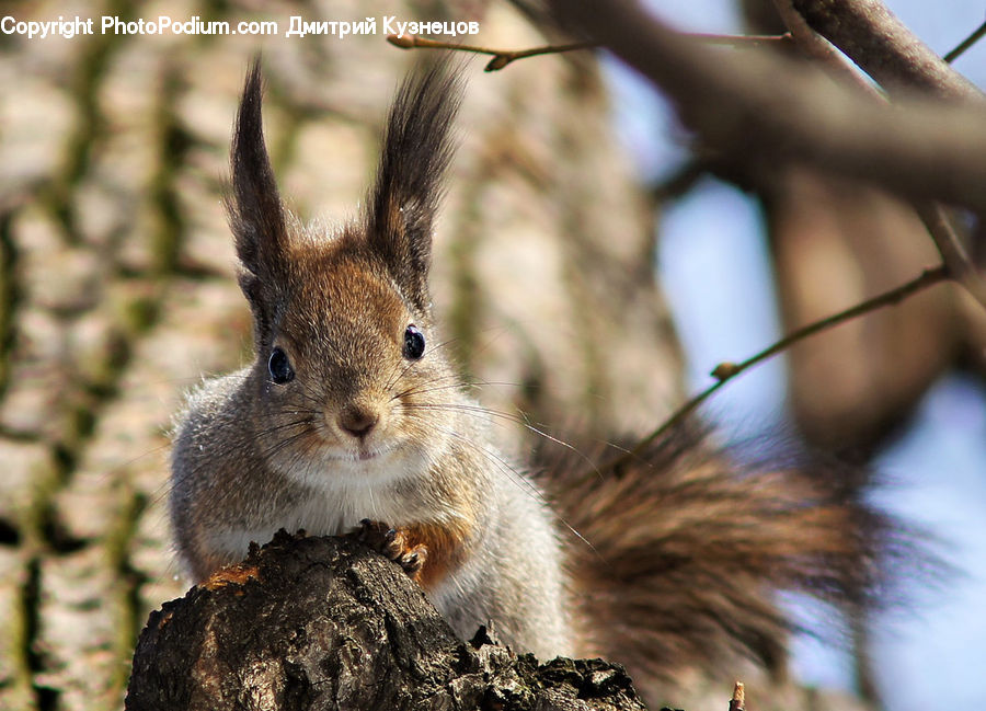 Animal, Mammal, Rodent, Squirrel, Field, Grass, Grassland
