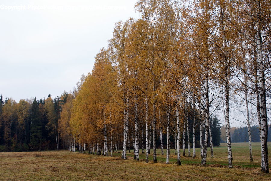 Birch, Tree, Wood, Grassland, Mound, Plant, Landscape