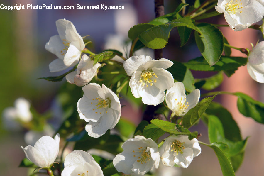 Blossom, Flora, Flower, Plant, Petal, Pollen, Cherry Blossom