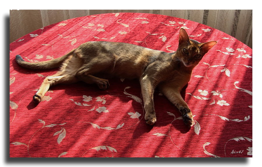 Abyssinian, Animal, Cat, Mammal, Pet, Siamese